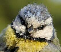 Eurasian Blue Tit