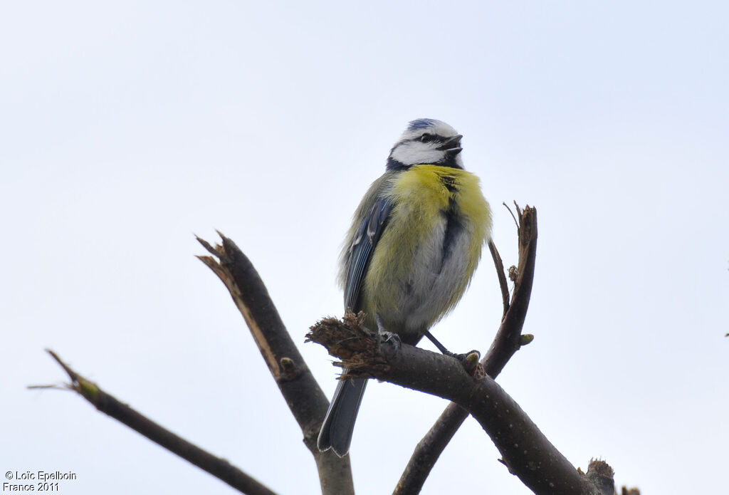 Mésange bleue