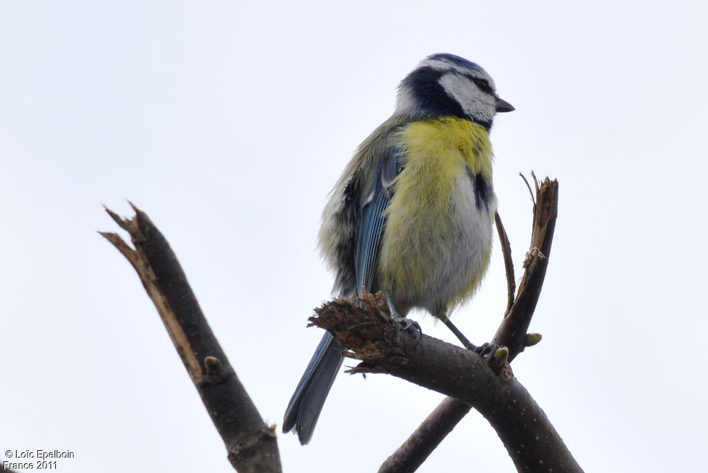 Mésange bleue