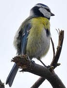 Eurasian Blue Tit