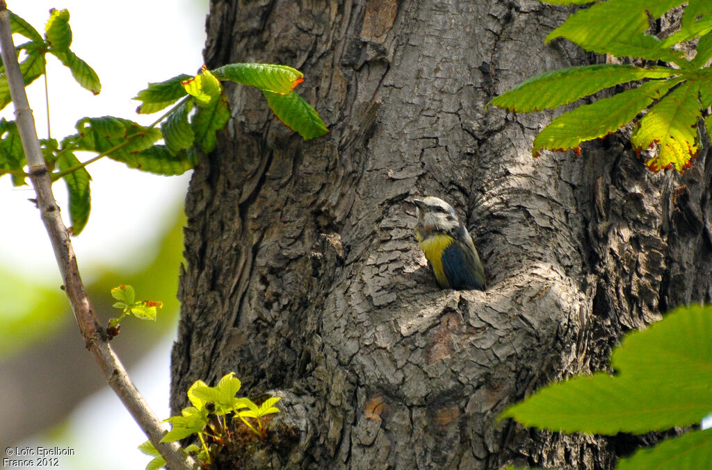 Eurasian Blue Tit