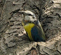 Eurasian Blue Tit