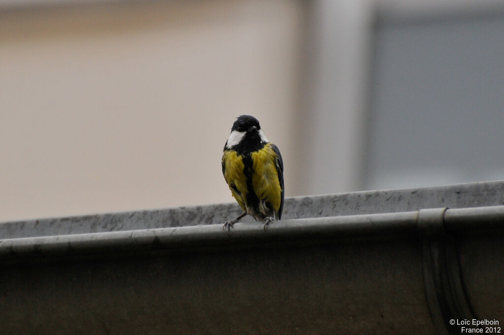 Great Tit