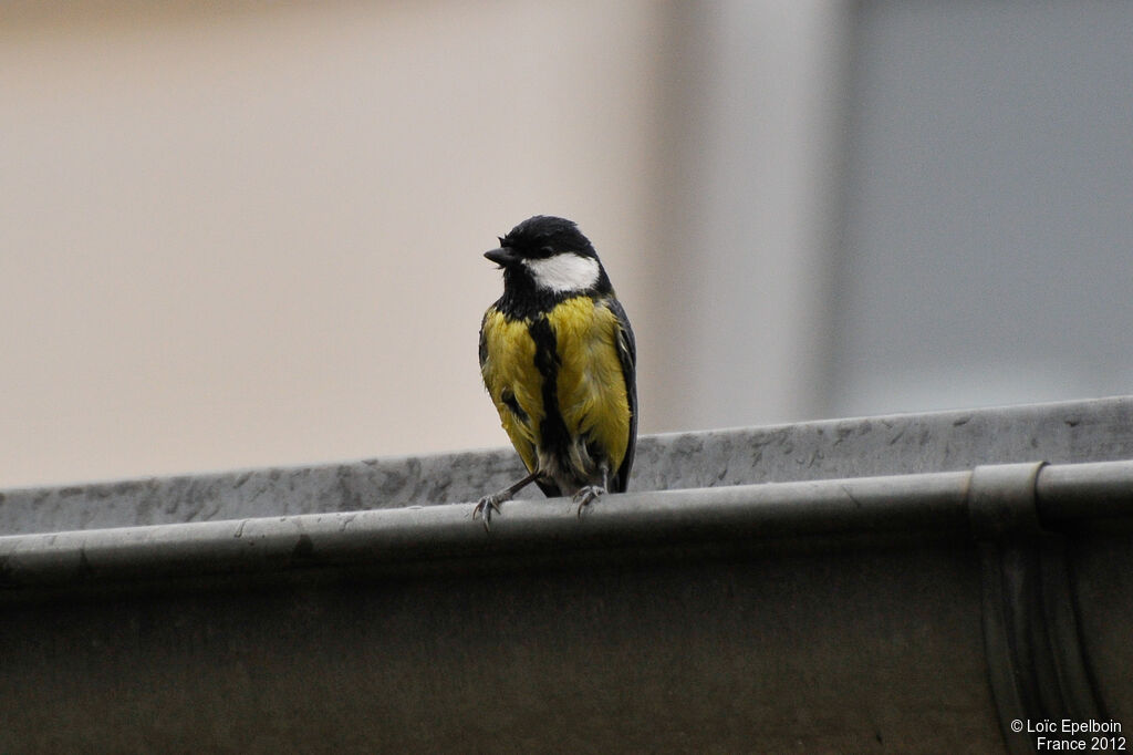 Mésange charbonnière