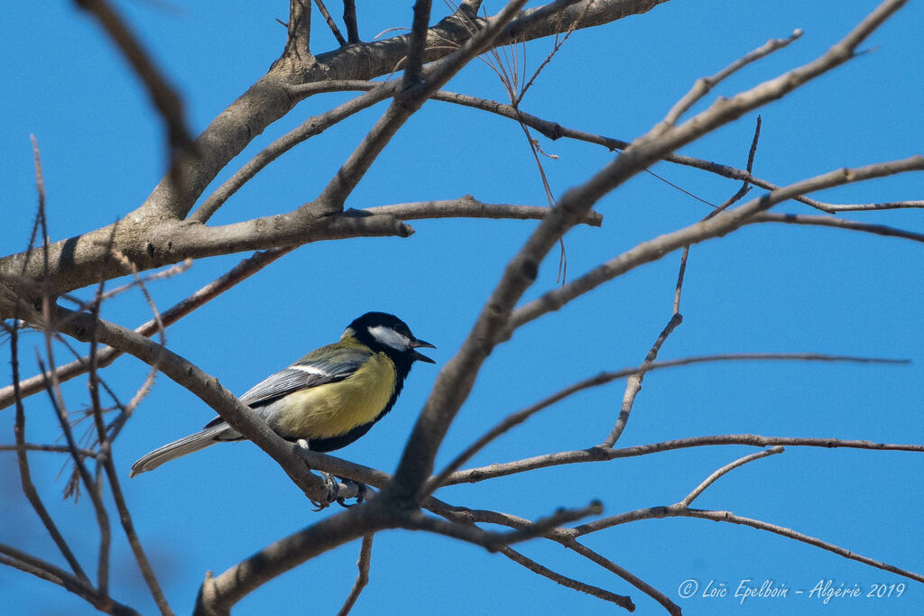 Great Tit