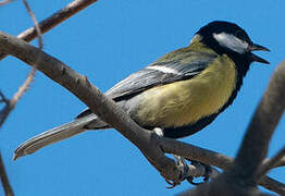 Great Tit