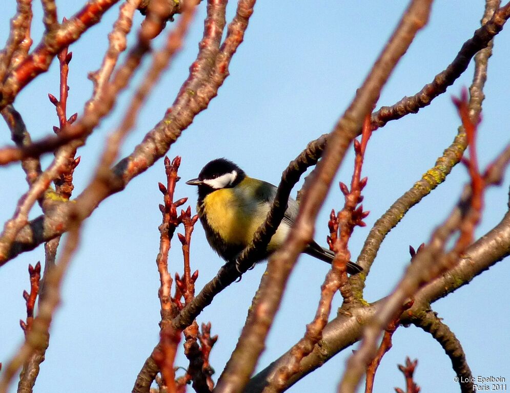 Great Tit