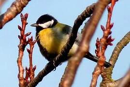 Great Tit