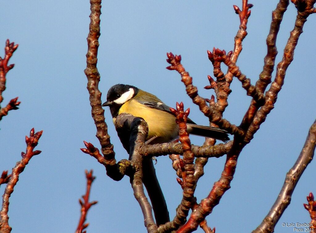 Great Tit