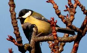 Mésange charbonnière