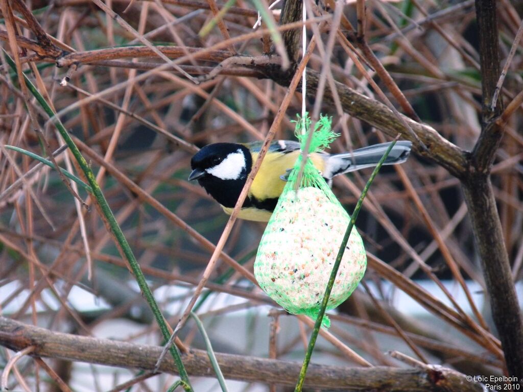 Great Tit