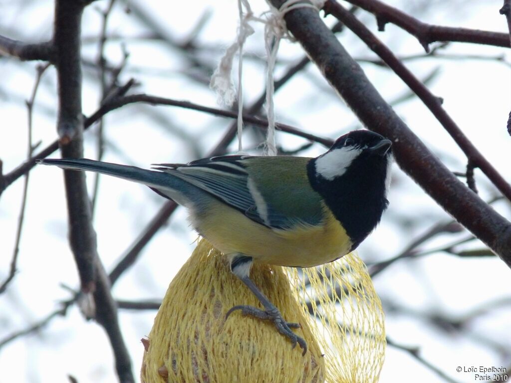 Mésange charbonnière