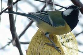 Mésange charbonnière