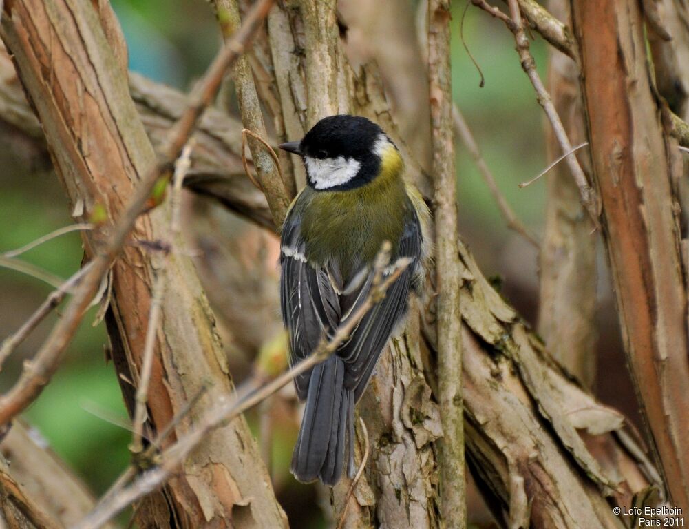 Great Tit