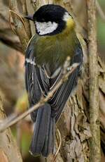 Mésange charbonnière