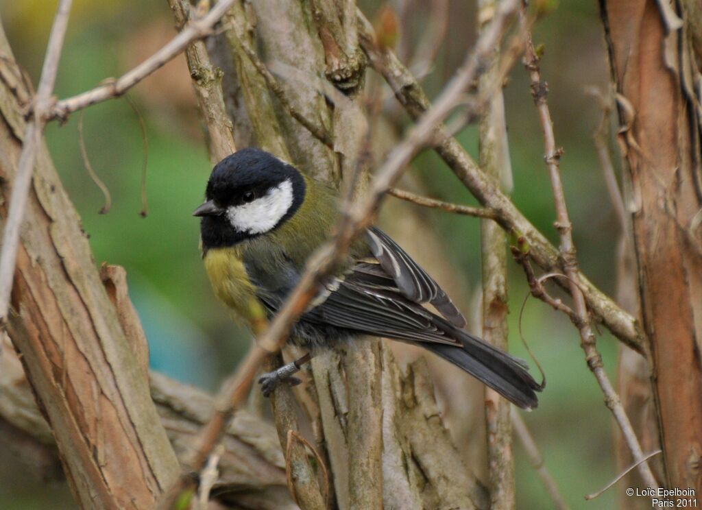 Great Tit