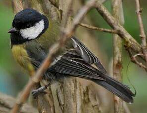 Mésange charbonnière