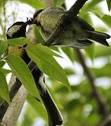 Mésange charbonnière