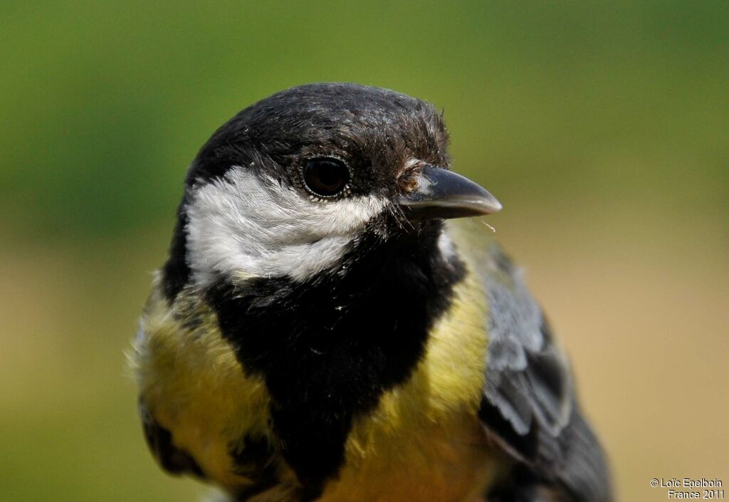 Mésange charbonnière