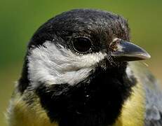 Great Tit