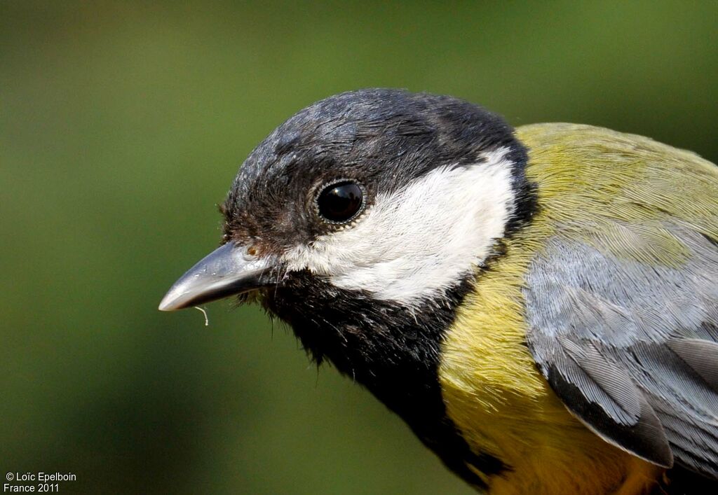 Mésange charbonnière