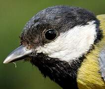 Great Tit