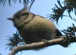 European Crested Tit