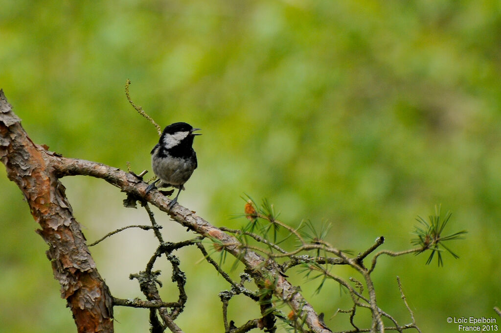 Mésange noire