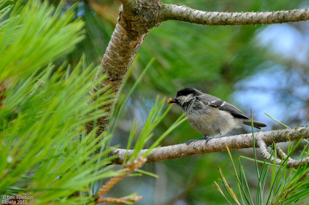 Coal Tit