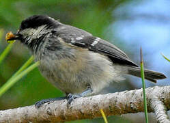 Coal Tit