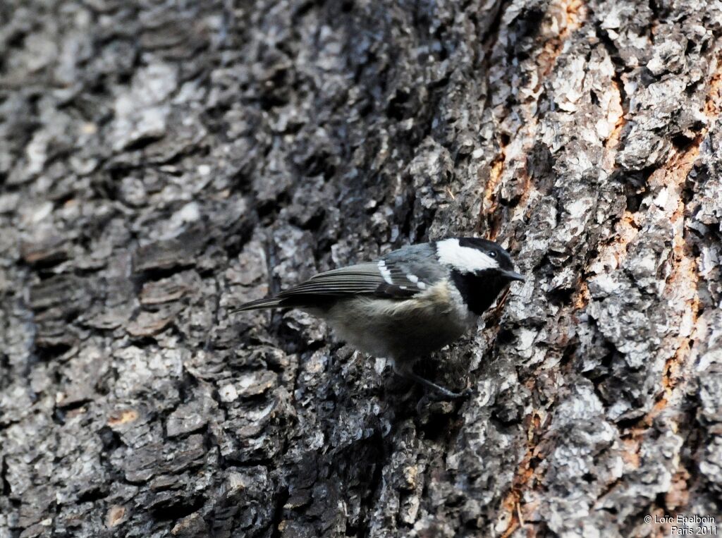 Coal Tit