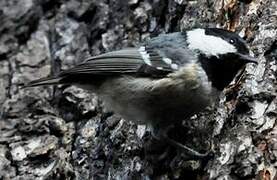 Coal Tit