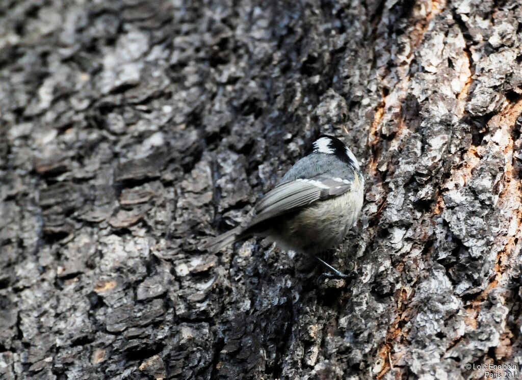 Coal Tit