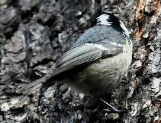 Coal Tit