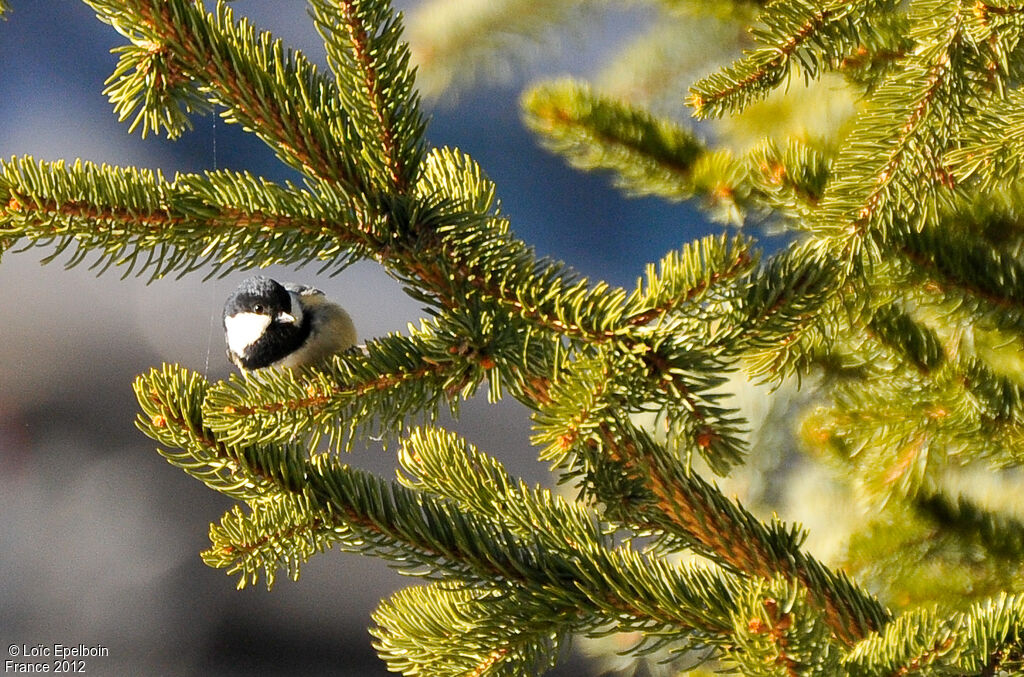 Coal Tit