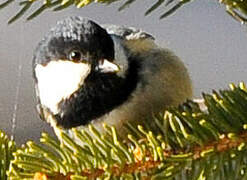 Coal Tit