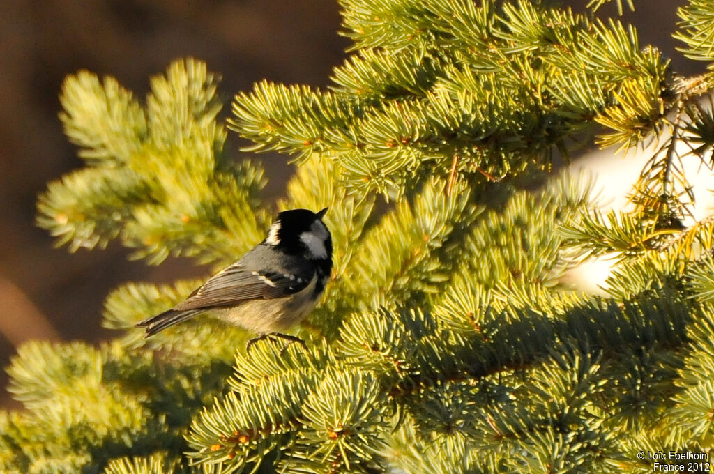 Mésange noire