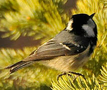 Coal Tit