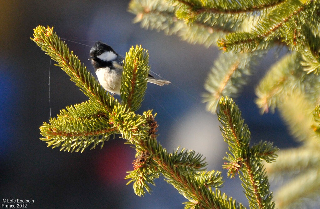 Coal Tit