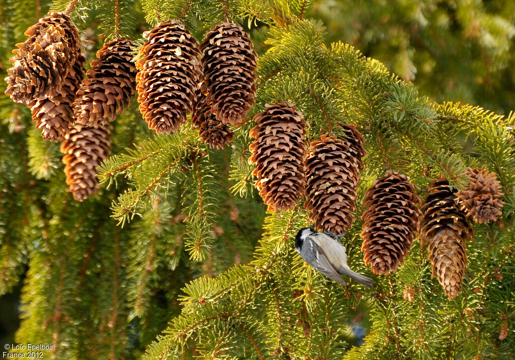 Mésange noire