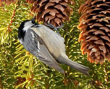 Coal Tit