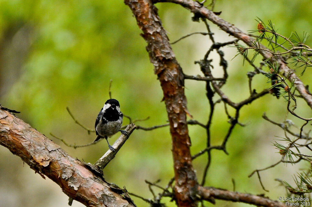 Mésange noire