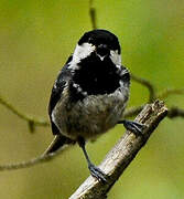 Coal Tit