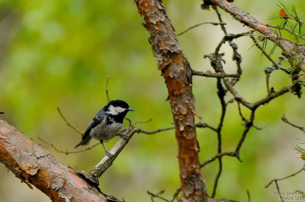 Mésange noire