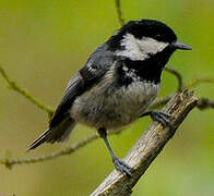 Coal Tit