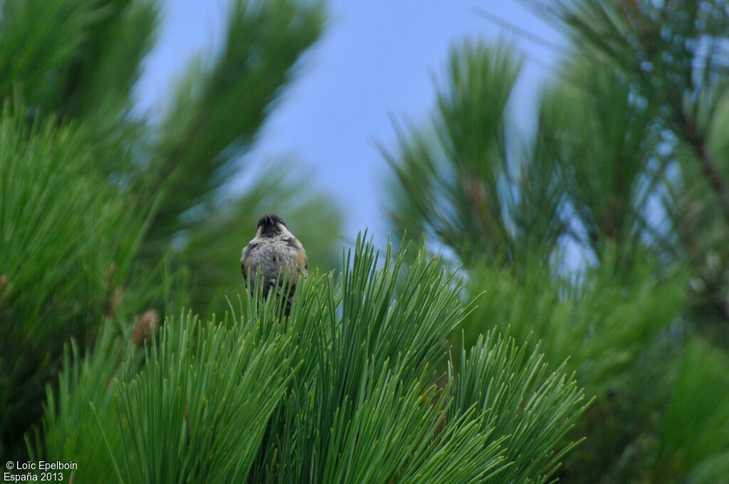 Mésange noire