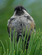 Coal Tit