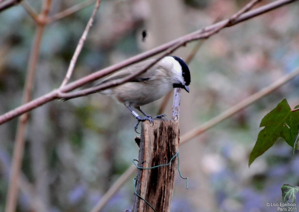 Marsh Tit