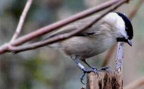 Marsh Tit