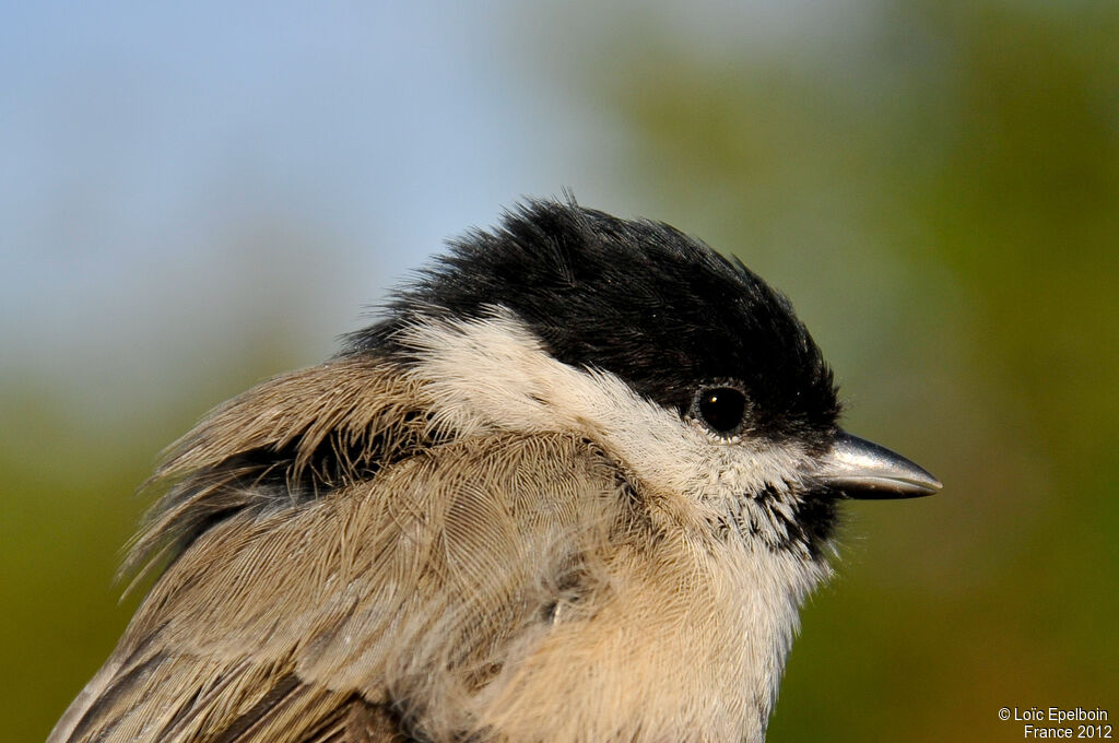 Mésange nonnette